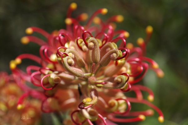 Grevillea Flowers Face by Joy Watson
